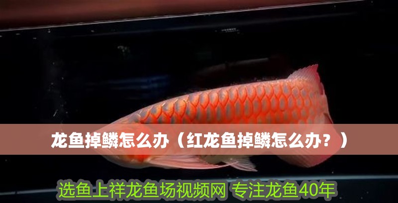 龍魚掉鱗怎么辦（紅龍魚掉鱗怎么辦？）