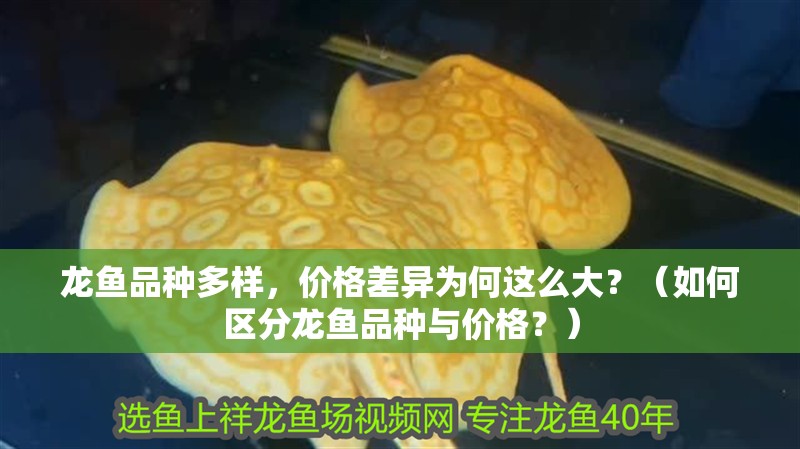 龍魚品種多樣，價格差異為何這么大？（如何區分龍魚品種與價格？）