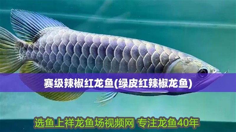 賽級辣椒紅龍魚(綠皮紅辣椒龍魚)