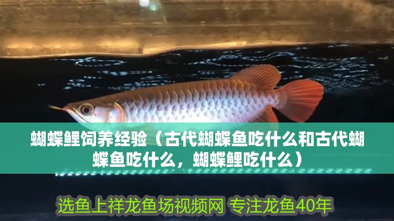 蝴蝶鯉飼養經驗（古代蝴蝶魚吃什么和古代蝴蝶魚吃什么，蝴蝶鯉吃什么）
