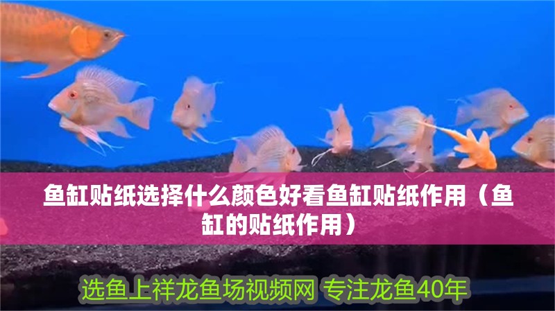 魚(yú)缸貼紙選擇什么顏色好看魚(yú)缸貼紙作用（魚(yú)缸的貼紙作用）