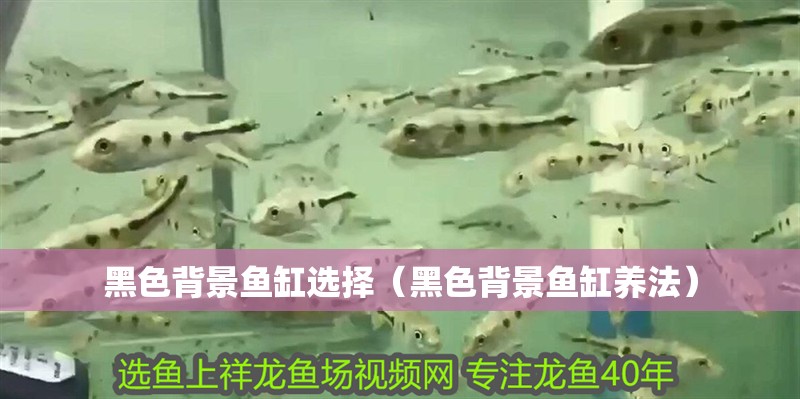 黑色背景魚缸選擇（黑色背景魚缸養法）