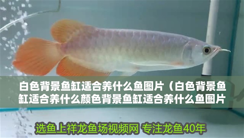 白色背景魚(yú)缸適合養(yǎng)什么魚(yú)圖片（白色背景魚(yú)缸適合養(yǎng)什么顏色背景魚(yú)缸適合養(yǎng)什么魚(yú)圖片）
