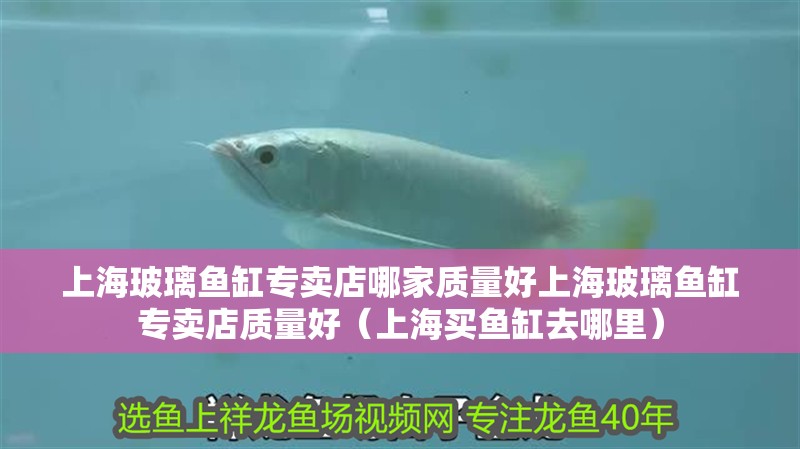 上海玻璃魚缸專賣店哪家質量好上海玻璃魚缸專賣店質量好(上海買魚缸去哪里) 觀賞魚百科 第4張 上海玻璃魚缸專賣店哪家質量好上海玻璃魚缸專賣店質量好(上海買魚缸去哪里) 上海玻璃魚缸專賣店哪家質量好上海玻璃魚缸專賣店質量好(上海買魚缸去哪里) 觀賞魚百科 第4張
