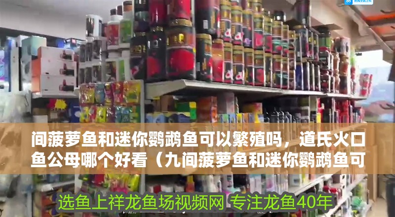 間菠蘿魚(yú)和迷你鸚鵡魚(yú)可以繁殖嗎，道氏火口魚(yú)公母哪個(gè)好看（九間菠蘿魚(yú)和迷你鸚鵡魚(yú)可以繁殖嗎）