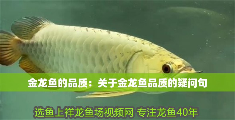 金龍魚的品質(zhì)：關(guān)于金龍魚品質(zhì)的疑問句