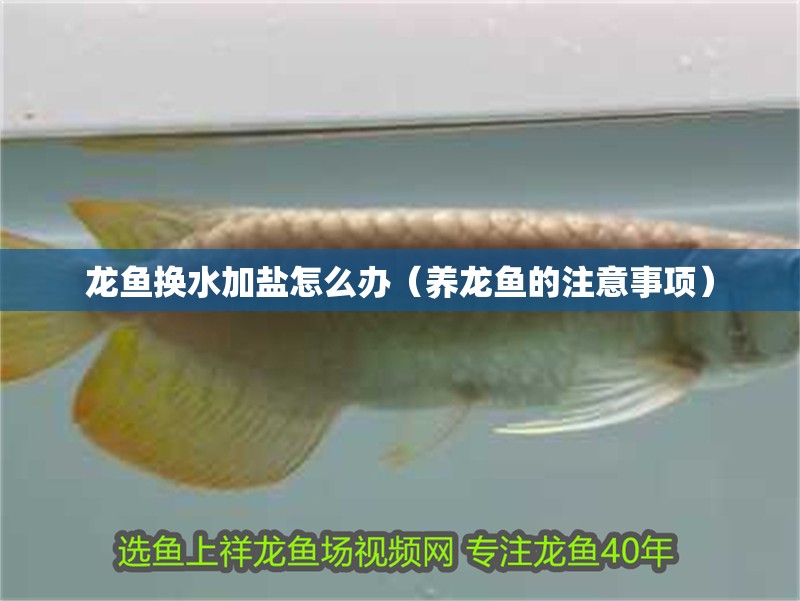 龍魚(yú)換水加鹽怎么辦（養(yǎng)龍魚(yú)的注意事項(xiàng)）