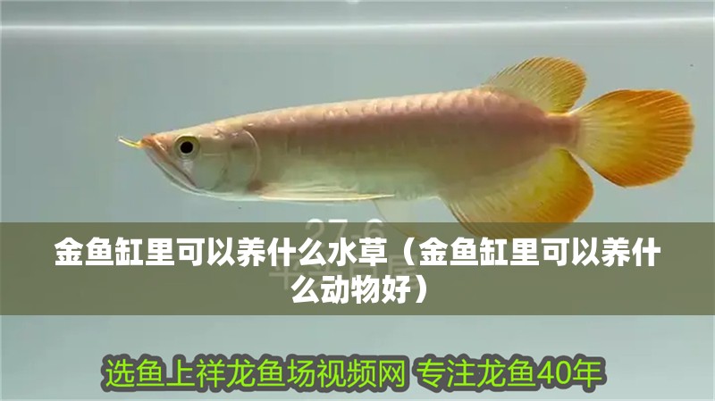 金魚缸里可以養什么水草（金魚缸里可以養什么動物好）