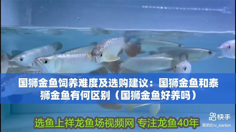 國獅金魚飼養難度及選購建議：國獅金魚和泰獅金魚有何區別（國獅金魚好養嗎） 國獅金魚飼養難度及選購建議：國獅金魚和泰獅金魚有何區別（國獅金魚好養嗎） 觀賞魚百科 第3張