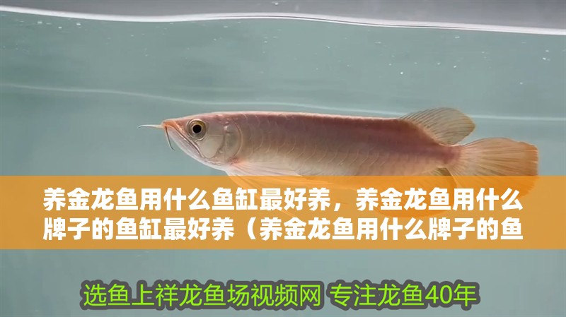 養(yǎng)金龍魚(yú)用什么魚(yú)缸最好養(yǎng)，養(yǎng)金龍魚(yú)用什么牌子的魚(yú)缸最好養(yǎng)（養(yǎng)金龍魚(yú)用什么牌子的魚(yú)缸最好養(yǎng)）