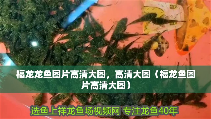 福龍龍魚圖片高清大圖，高清大圖（福龍魚圖片高清大圖）