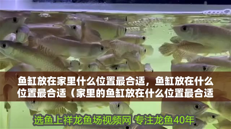魚缸放在家里什么位置最合適，魚缸放在什么位置最合適（家里的魚缸放在什么位置最合適）