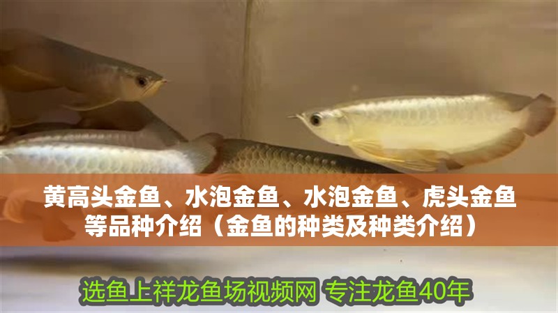 黃高頭金魚、水泡金魚、水泡金魚、虎頭金魚等品種介紹（金魚的種類及種類介紹）