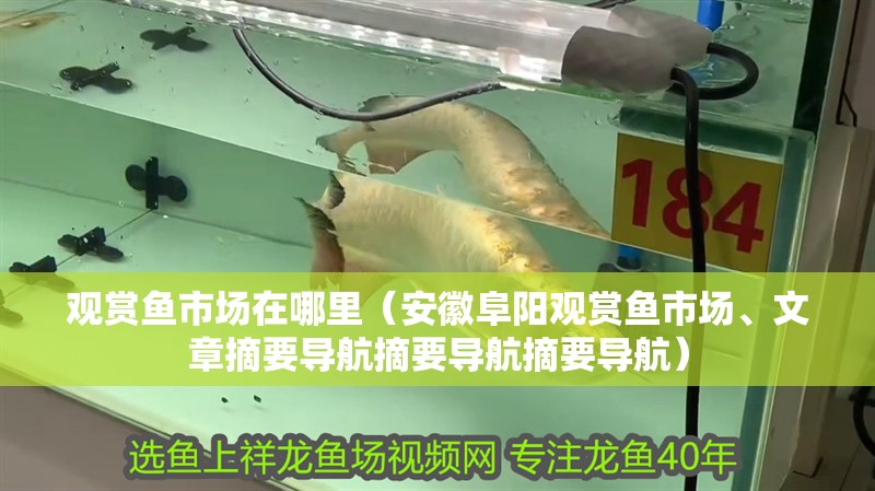 觀賞魚市場在哪里（安徽阜陽觀賞魚市場、文章摘要導航摘要導航摘要導航）