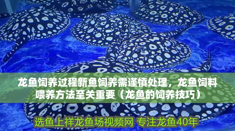 龍魚飼養(yǎng)過程新魚飼養(yǎng)需謹慎處理，龍魚飼料喂養(yǎng)方法至關重要（龍魚的飼養(yǎng)技巧）
