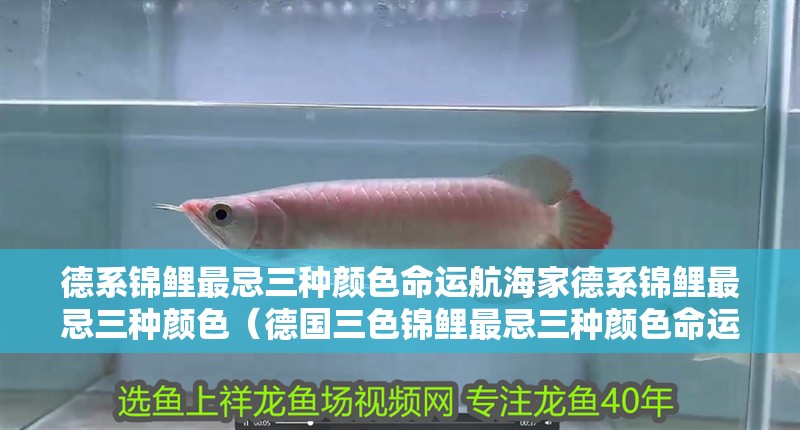 德系錦鯉最忌三種顏色命運航海家德系錦鯉最忌三種顏色（德國三色錦鯉最忌三種顏色命運航海家德系錦鯉最忌三種顏色）
