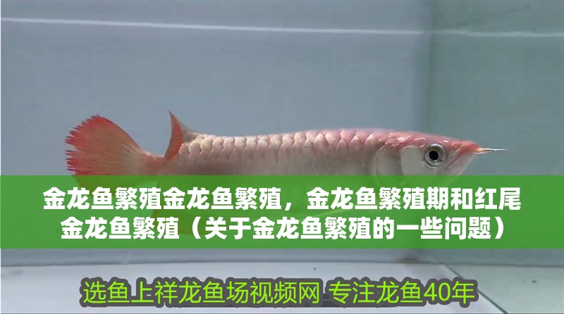 金龍魚繁殖金龍魚繁殖，金龍魚繁殖期和紅尾金龍魚繁殖（關于金龍魚繁殖的一些問題）