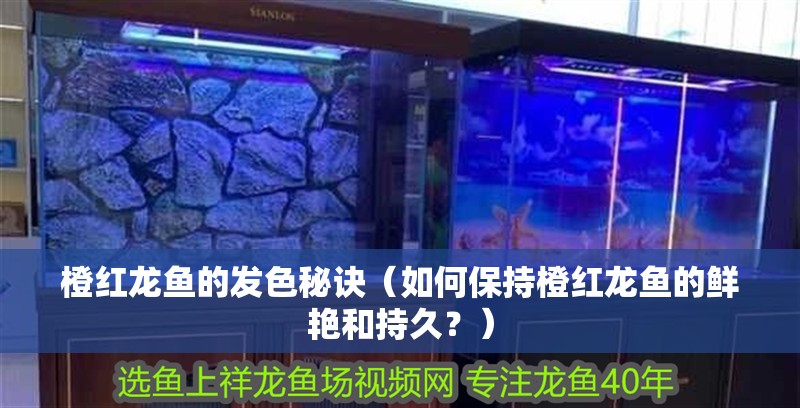 橙紅龍魚的發色秘訣（如何保持橙紅龍魚的鮮艷和持久？）
