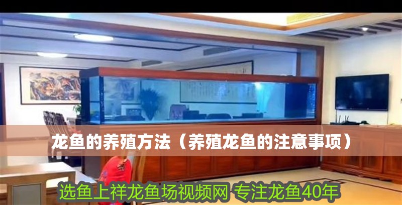 龍魚的養(yǎng)殖方法（養(yǎng)殖龍魚的注意事項(xiàng)）