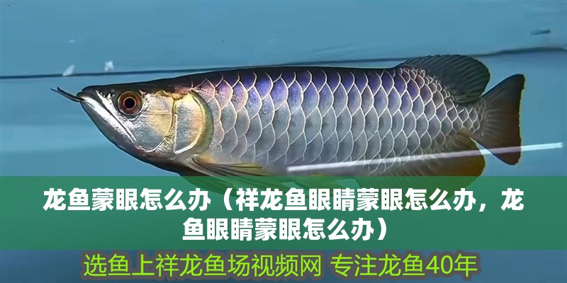 龍魚蒙眼怎么辦（祥龍魚眼睛蒙眼怎么辦，龍魚眼睛蒙眼怎么辦）