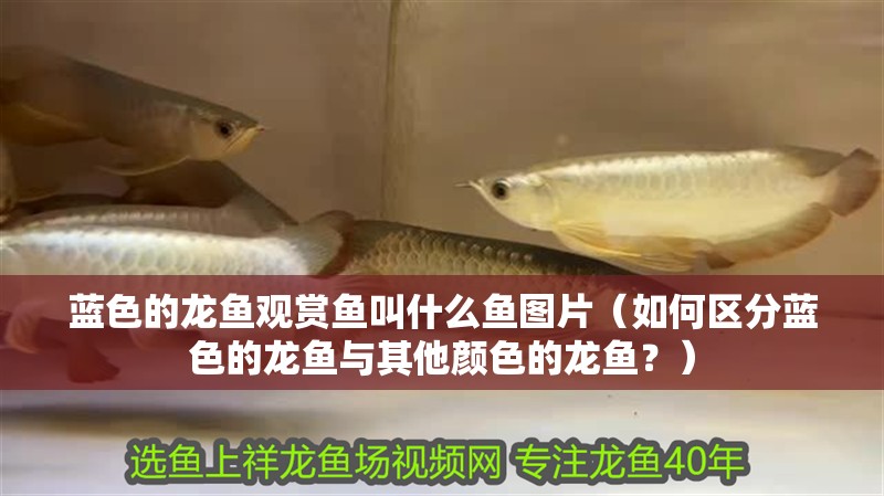 藍色的龍魚觀賞魚叫什么魚圖片（如何區分藍色的龍魚與其他顏色的龍魚？）