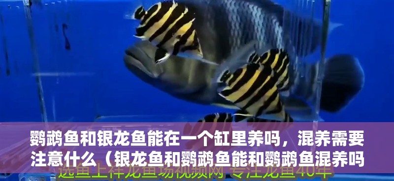 鸚鵡魚和銀龍魚能在一個缸里養(yǎng)嗎，混養(yǎng)需要注意什么（銀龍魚和鸚鵡魚能和鸚鵡魚混養(yǎng)嗎）
