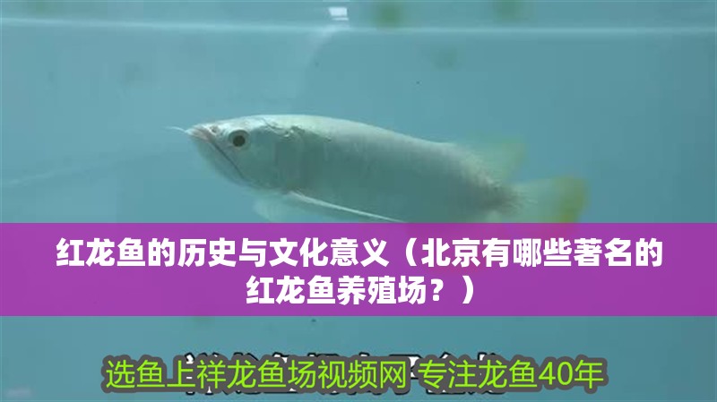 紅龍魚的歷史與文化意義（北京有哪些著名的紅龍魚養殖場？）