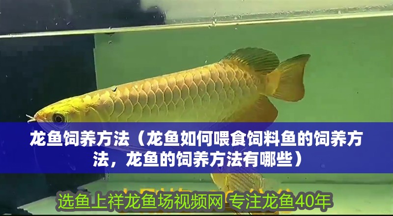龍魚飼養方法（龍魚如何喂食飼料魚的飼養方法，龍魚的飼養方法有哪些）