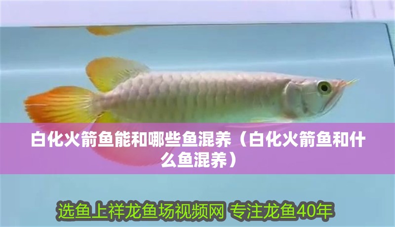 白化火箭魚能和哪些魚混養（白化火箭魚和什么魚混養）