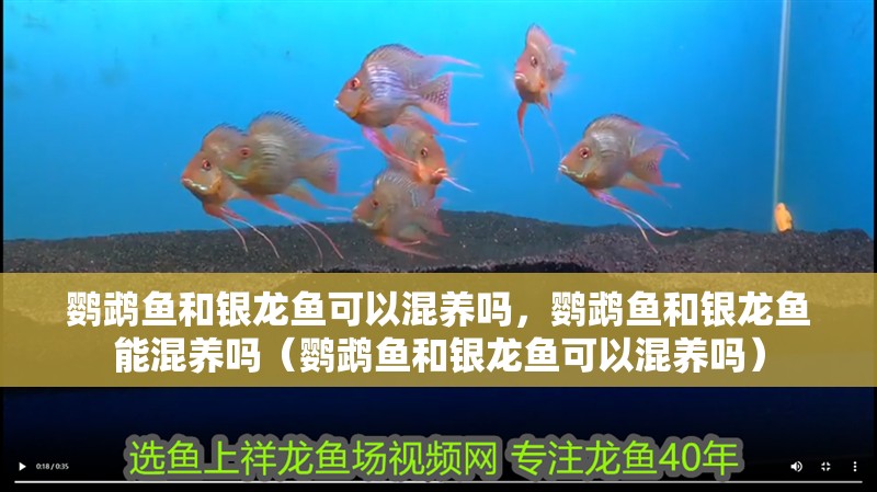 鸚鵡魚和銀龍魚可以混養(yǎng)嗎，鸚鵡魚和銀龍魚能混養(yǎng)嗎（鸚鵡魚和銀龍魚可以混養(yǎng)嗎）