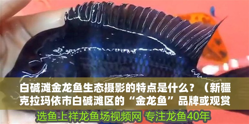 白堿灘金龍魚生態(tài)攝影的特點(diǎn)是什么？（新疆克拉瑪依市白堿灘區(qū)的“金龍魚”品牌或觀賞魚的具體需求）