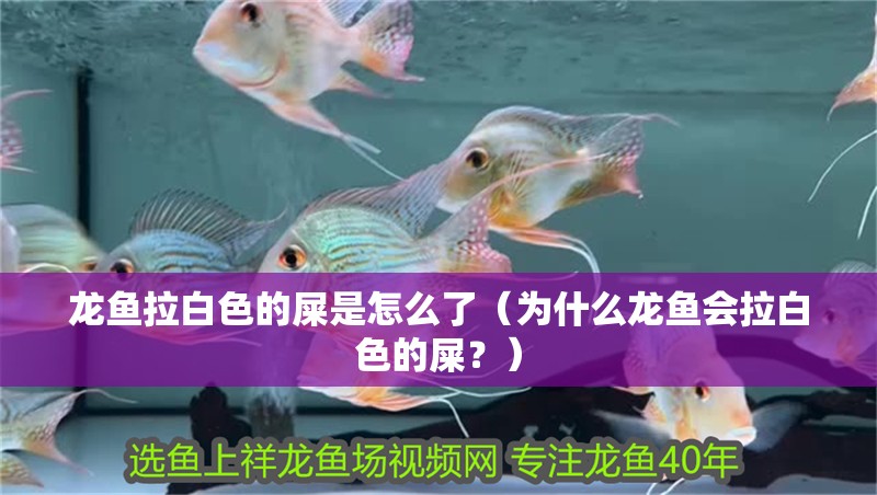 龍魚拉白色的屎是怎么了（為什么龍魚會拉白色的屎？）