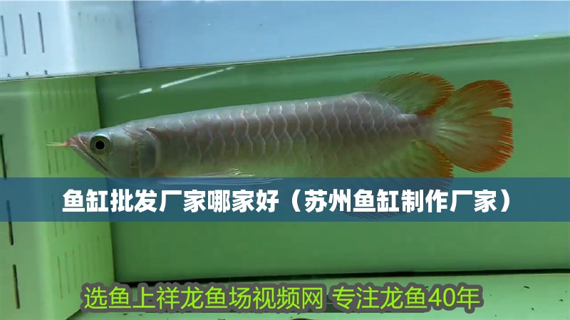 魚缸批發廠家哪家好（蘇州魚缸制作廠家）