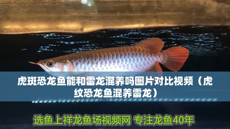 虎斑恐龍魚能和雷龍混養嗎圖片對比視頻（虎紋恐龍魚混養雷龍）
