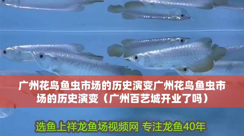 廣州花鳥魚蟲市場的歷史演變廣州花鳥魚蟲市場的歷史演變（廣州百藝城開業(yè)了嗎）