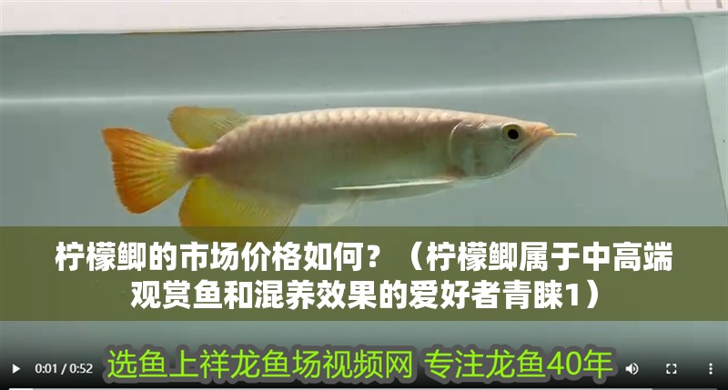 檸檬鯽的市場價格如何？（檸檬鯽屬于中高端觀賞魚和混養效果的愛好者青睞1）
