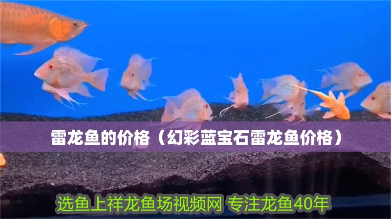 雷龍魚的價格（幻彩藍寶石雷龍魚價格）