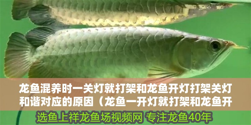 龍魚混養時一關燈就打架和龍魚開燈打架關燈和諧對應的原因（龍魚一開燈就打架和龍魚開燈打架和龍魚開燈打架的原因）