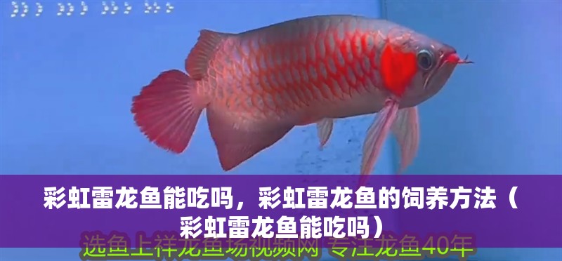 彩虹雷龍魚能吃嗎，彩虹雷龍魚的飼養(yǎng)方法（彩虹雷龍魚能吃嗎）