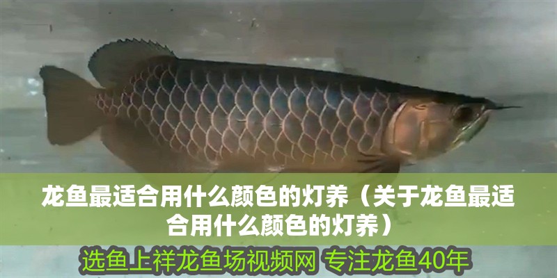 龍魚最適合用什么顏色的燈養（關于龍魚最適合用什么顏色的燈養）