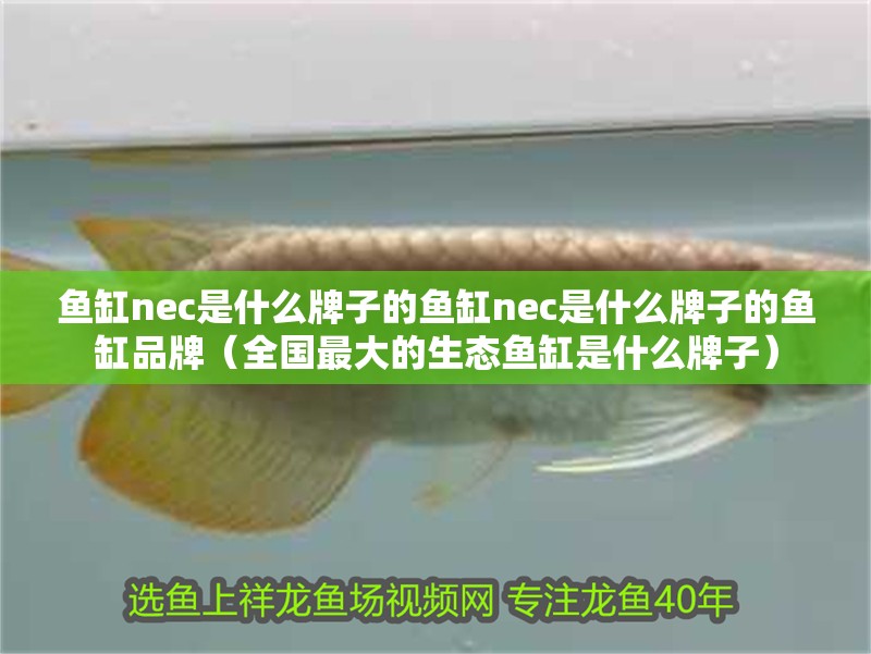 魚缸nec是什么牌子的魚缸nec是什么牌子的魚缸品牌（全國最大的生態魚缸是什么牌子）