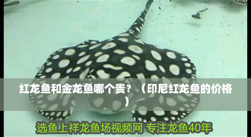 紅龍魚和金龍魚哪個貴？（印尼紅龍魚的價格）