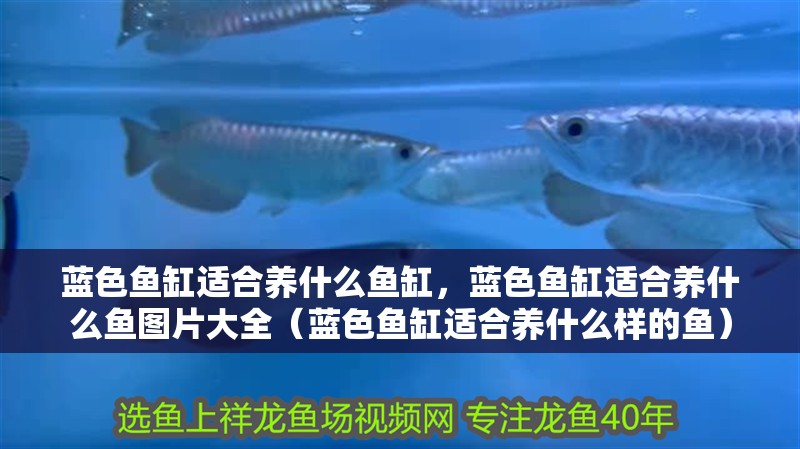 藍色魚缸適合養(yǎng)什么魚缸，藍色魚缸適合養(yǎng)什么魚圖片大全（藍色魚缸適合養(yǎng)什么樣的魚）