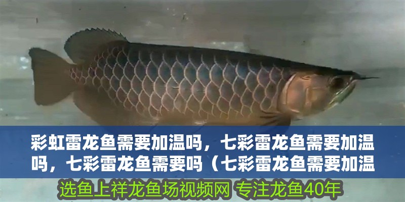 彩虹雷龍魚需要加溫嗎，七彩雷龍魚需要加溫嗎，七彩雷龍魚需要嗎（七彩雷龍魚需要加溫嗎）