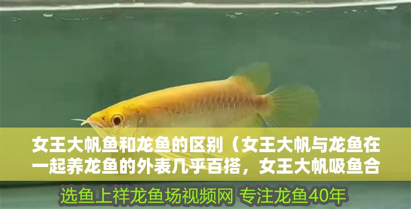 女王大帆魚和龍魚的區別（女王大帆與龍魚在一起養龍魚的外表幾乎百搭，女王大帆吸魚合適）