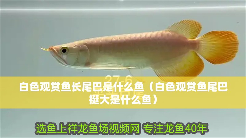 白色觀賞魚長尾巴是什么魚（白色觀賞魚尾巴挺大是什么魚）