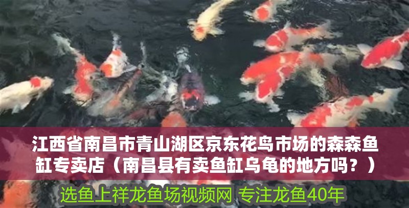 江西省南昌市青山湖區京東花鳥市場的森森魚缸專賣店（南昌縣有賣魚缸烏龜的地方嗎？）