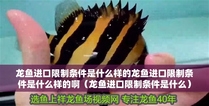 龍魚進口限制條件是什么樣的龍魚進口限制條件是什么樣的啊（龍魚進口限制條件是什么）