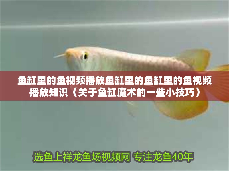 魚缸里的魚視頻播放魚缸里的魚缸里的魚視頻播放知識（關于魚缸魔術的一些小技巧）
