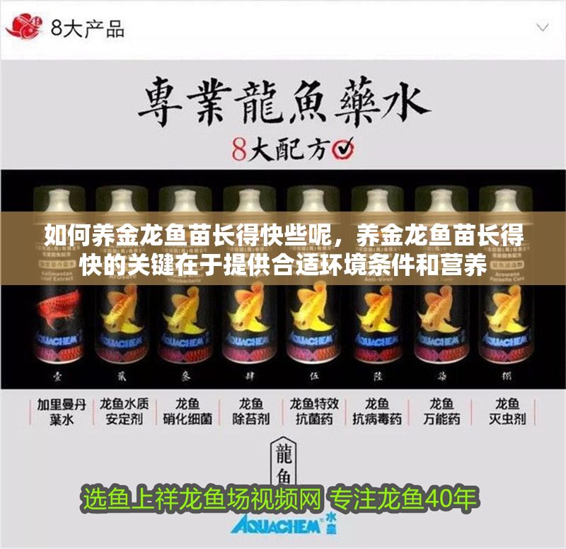 如何養金龍魚苗長得快些呢，養金龍魚苗長得快的關鍵在于提供合適環境條件和營養